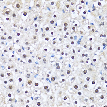 CCAR2 Antibody