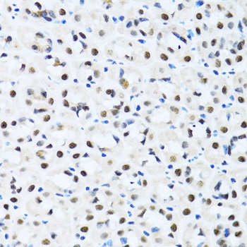 CCAR2 Antibody