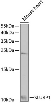 SLURP1 Antibody