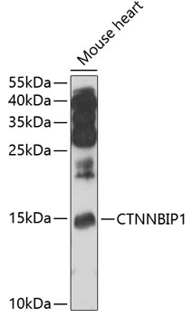 CTNNBIP1 Antibody