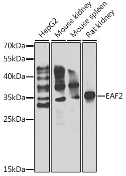 EAF2 Antibody