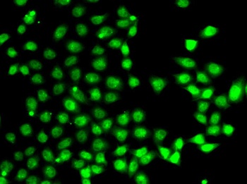 EAF2 Antibody