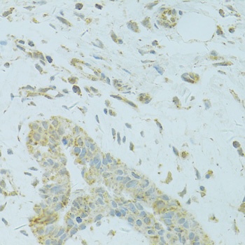 MTFP1 Antibody