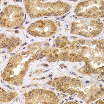 ANAPC5 Antibody