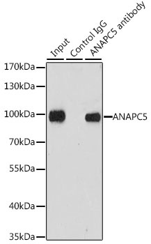 ANAPC5 Antibody