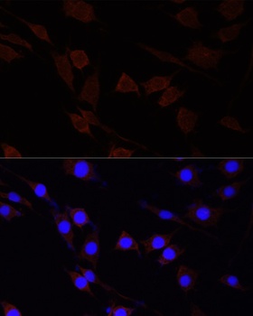 SERPINA10 Antibody