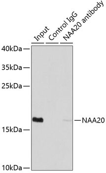 NAA20 Antibody