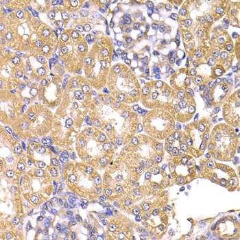 LAP3 Antibody