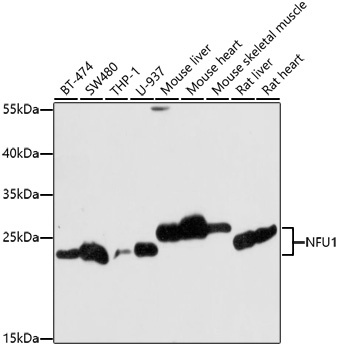 NFU1 Antibody