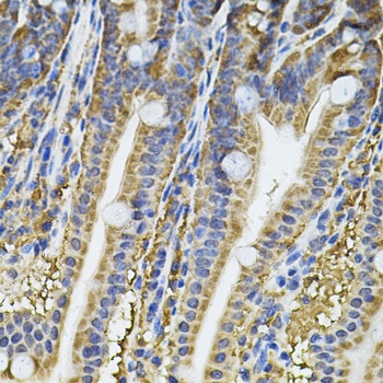 NFU1 Antibody