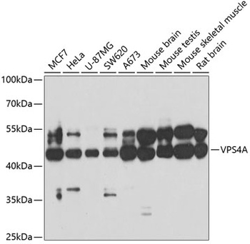 VPS4A Antibody