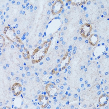 LDLRAP1 Antibody