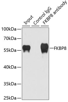 FKBP8 Antibody