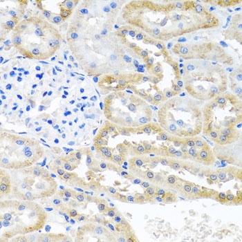 OGFR Antibody