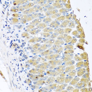 OGFR Antibody