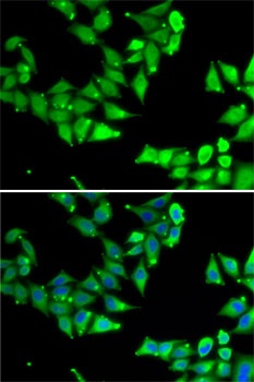 OGFR Antibody