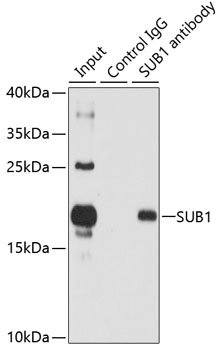 SUB1 Antibody