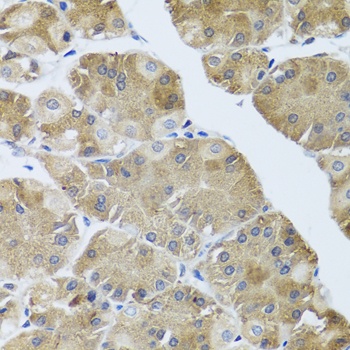 NMU Antibody