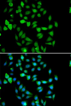 STAMBP Antibody