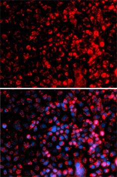 ENOX2 Antibody