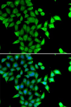 STAM2 Antibody