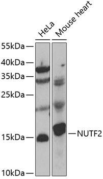 NUTF2 Antibody