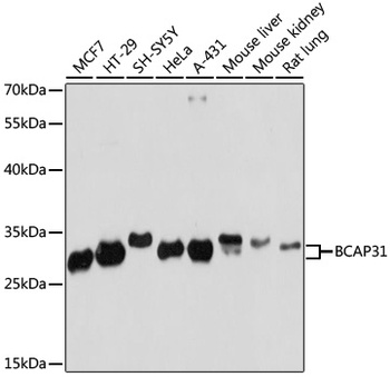 BCAP31 Antibody