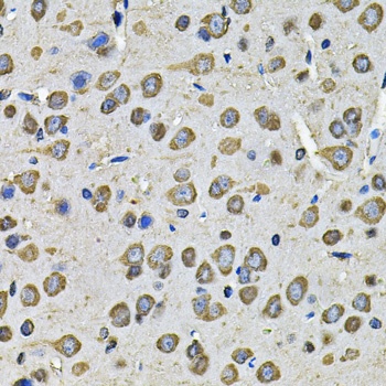 PDIA6 Antibody