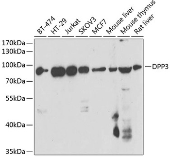 DPP3 Antibody