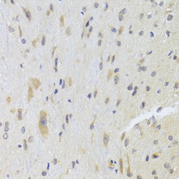DPP3 Antibody