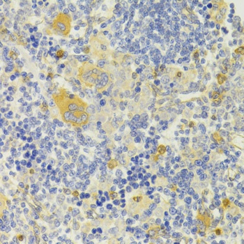 DPP3 Antibody