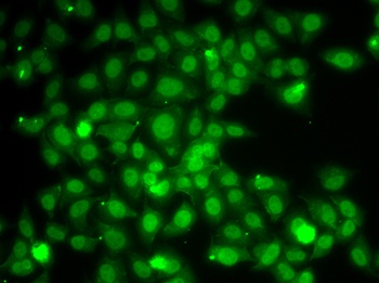 TRAF4 Antibody