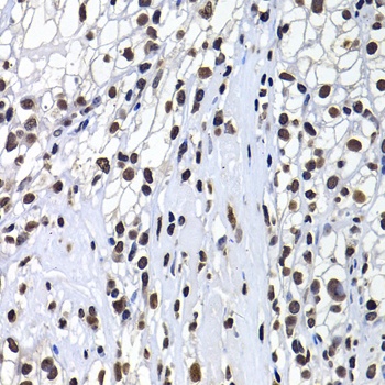 mH2A1 Antibody