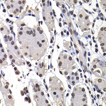 mH2A1 Antibody