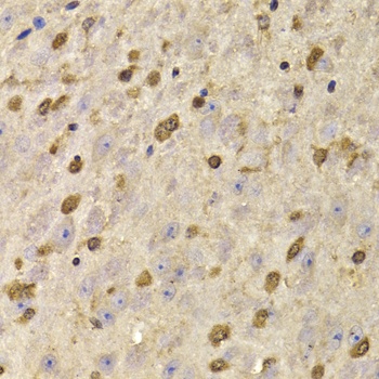 QKI Antibody