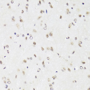 EFTUD2 Antibody