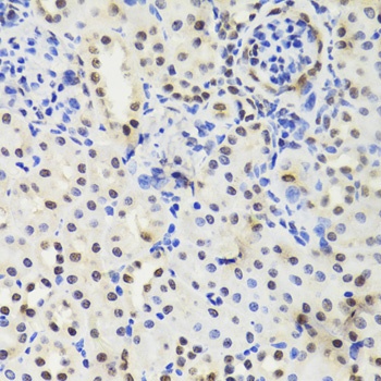 EFTUD2 Antibody