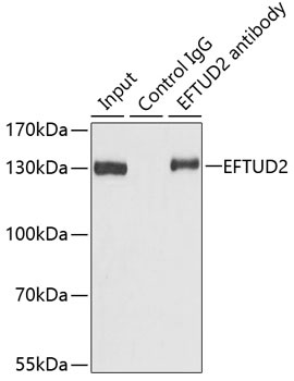 EFTUD2 Antibody