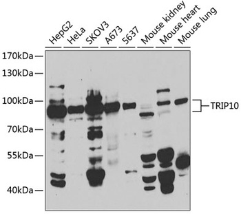 TRIP10 Antibody