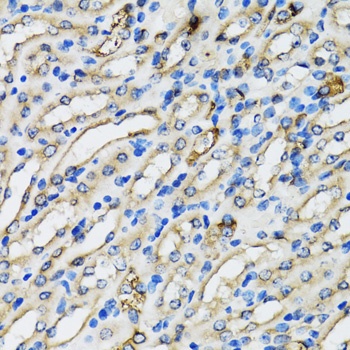 COPB2 Antibody