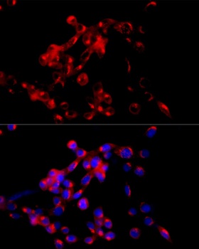 COPB2 Antibody