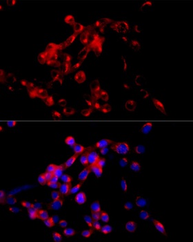 COPB2 Antibody