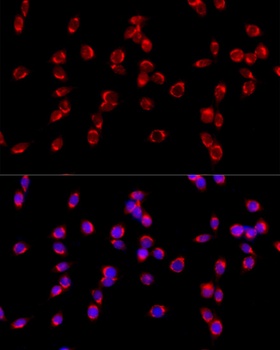 COPB2 Antibody