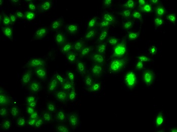 CBFA2T2 Antibody