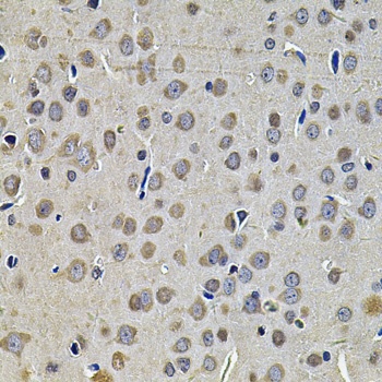 DNAJA3 Antibody