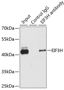 EIF3H Antibody