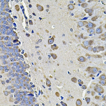 EIF3C Antibody