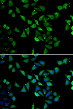 EIF3C Antibody