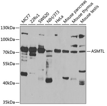 ASMTL Antibody