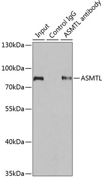 ASMTL Antibody